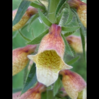 Digitale - Digitalis Laevigata (04)